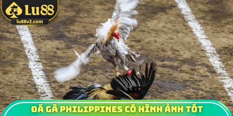 Đá gà Philippines có hình ảnh tốt