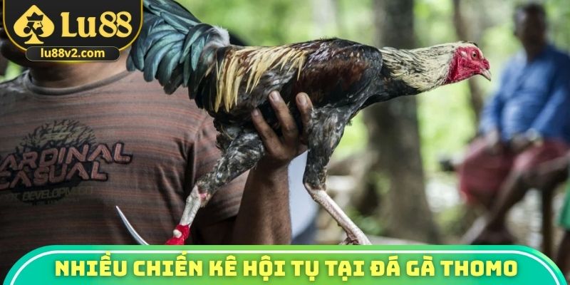 Nhiều chiến kê hội tụ tại đá gà Thomo