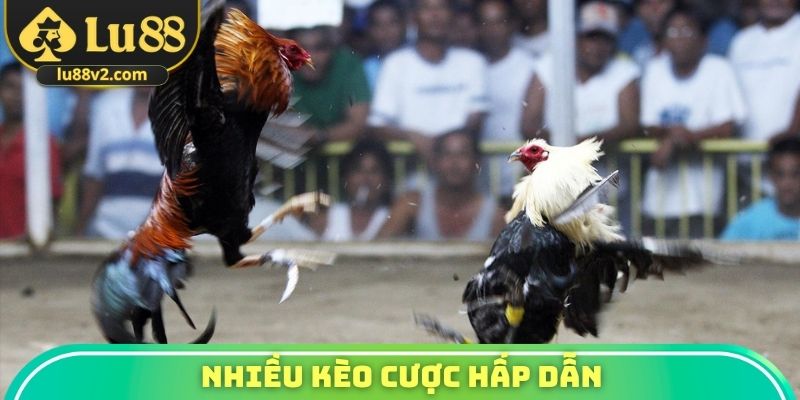 Nhiều kèo cược hấp dẫn